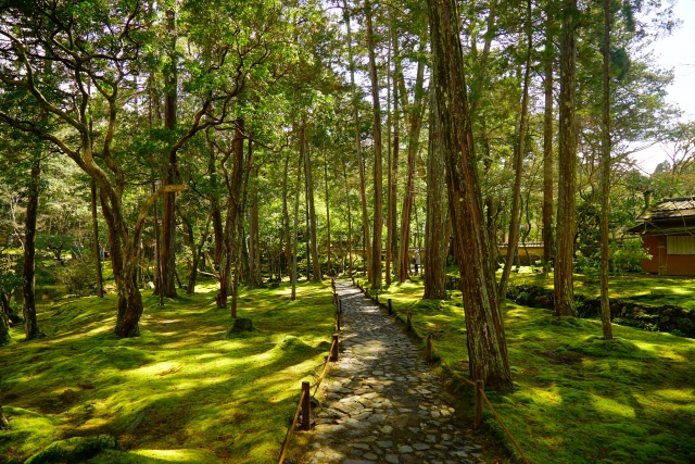 京都　苔寺