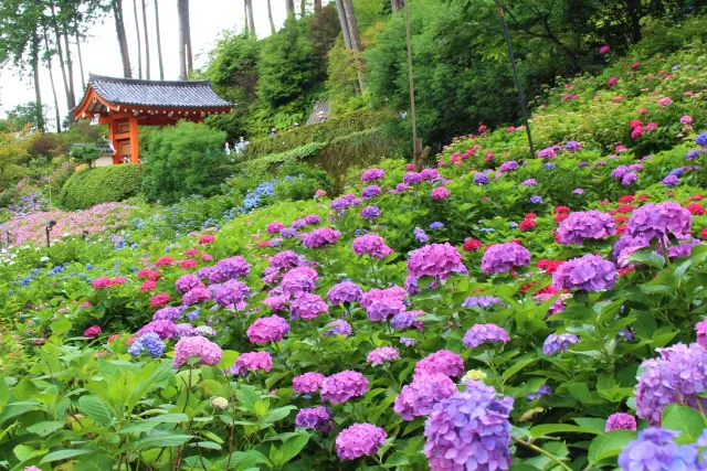 宇治市の三室戸寺