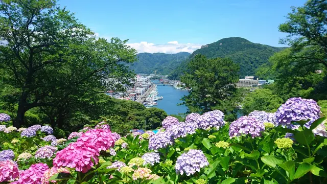 下田公園のあじさい