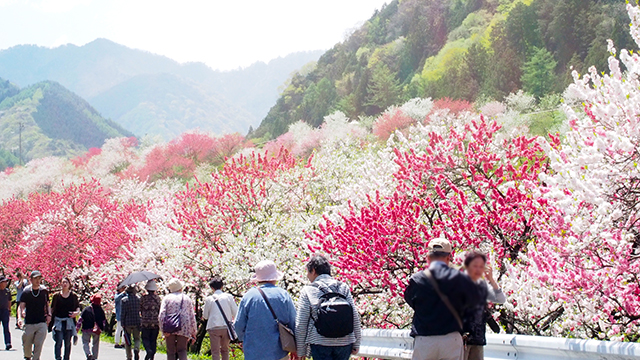 駒つなぎの桜