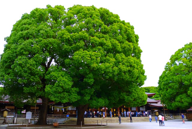 明治神宮にある夫婦楠