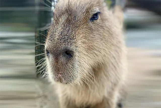 那須どうぶつ王国にいるカピバラ