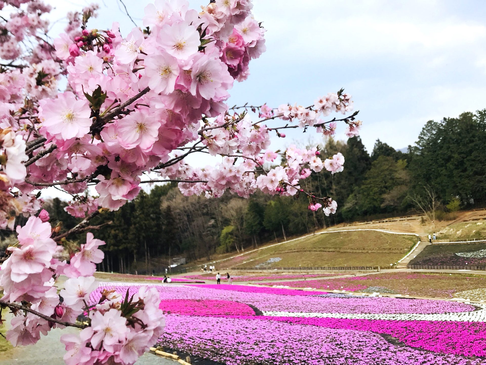 羊山公園