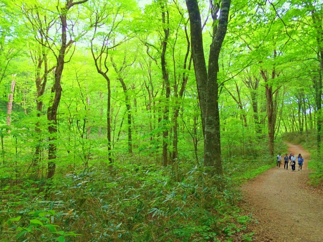 白神山地　(青森県・秋田県)