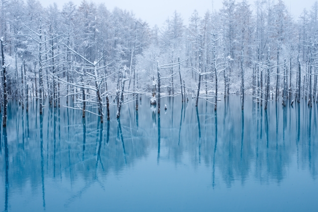 白金青い池（北海道）