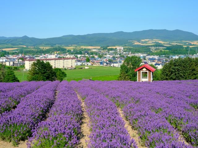 富良野のラベンダー畑