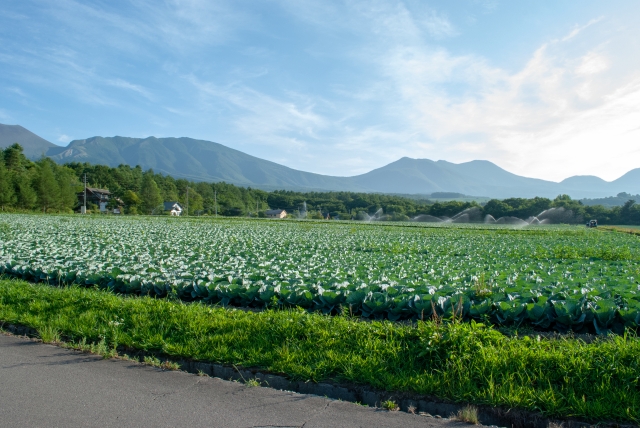 浅間山と嬬恋キャベツ畑