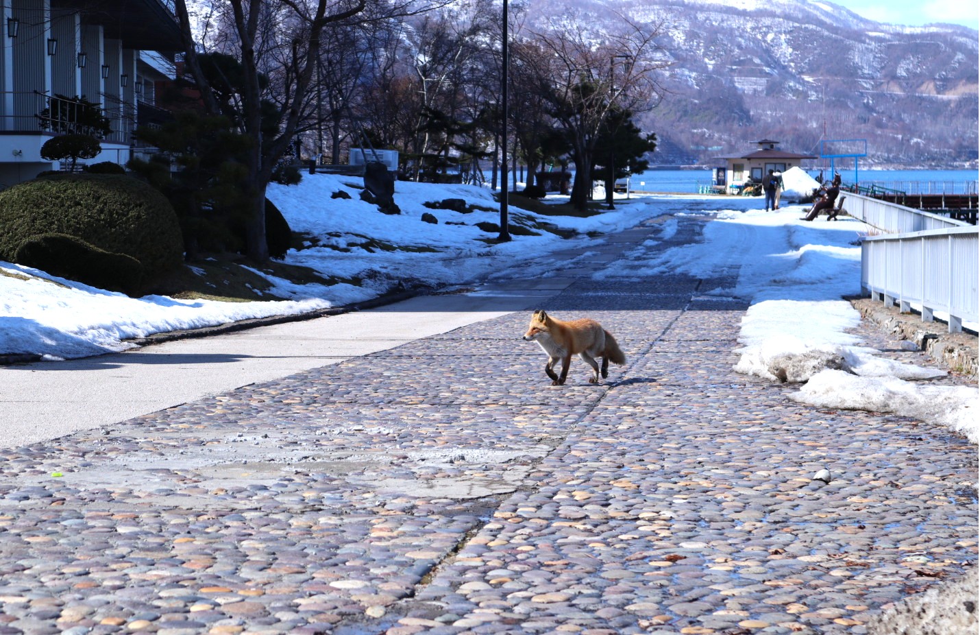 洞爺湖温泉と狐
