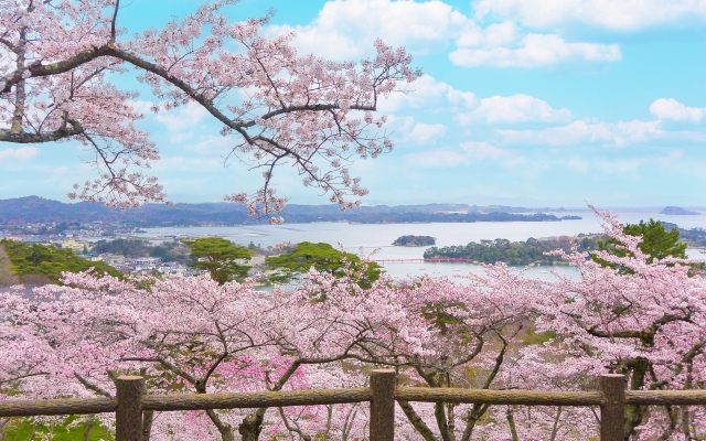 松島と桜
