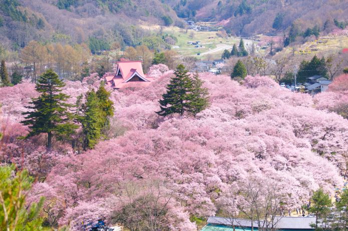 伊那市の桜