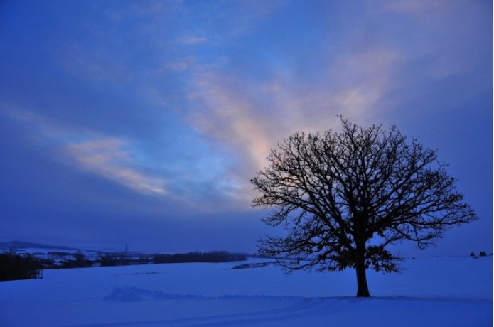 絶対写真に収めたいスポットが盛り沢山の美瑛