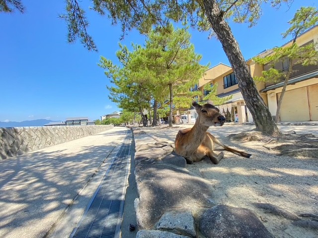 宮島 鹿