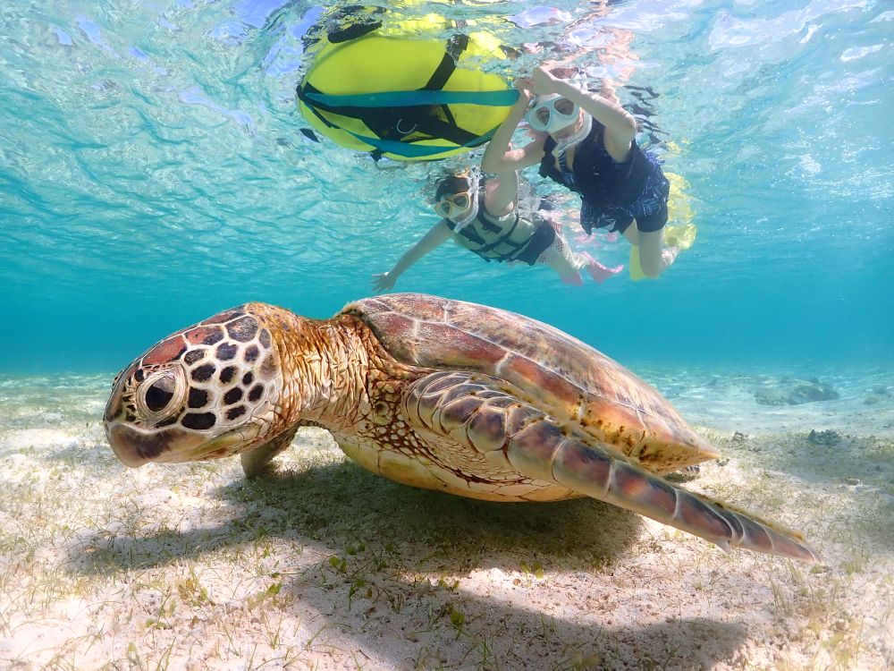 ウミガメとシュノーケリング