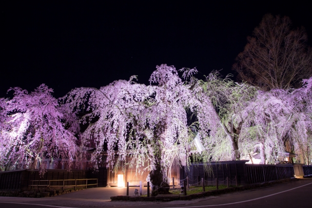 角館の桜まつり(秋田県・仙北市)