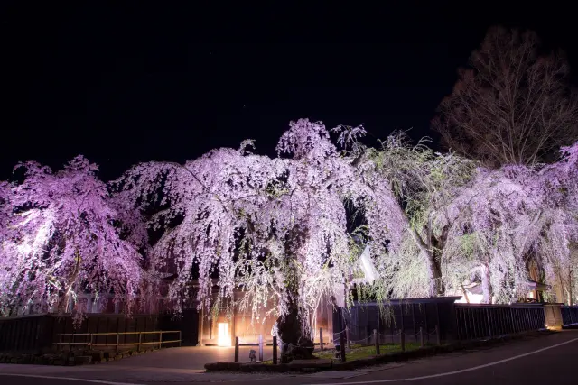 角館の桜まつり(秋田県・仙北市)