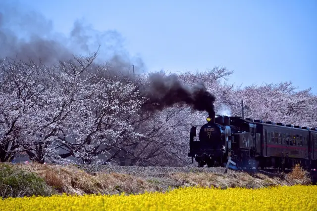 真岡の一万本桜まつり(栃木県・真岡市)