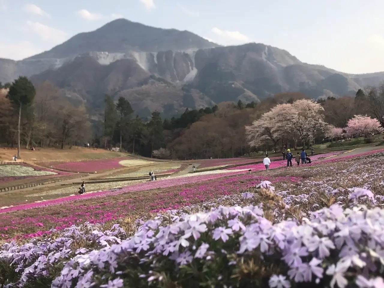芝桜まつり(埼玉県・秩父市)