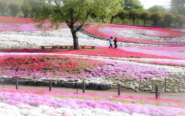 みさと芝桜公園(群馬県・高崎市)