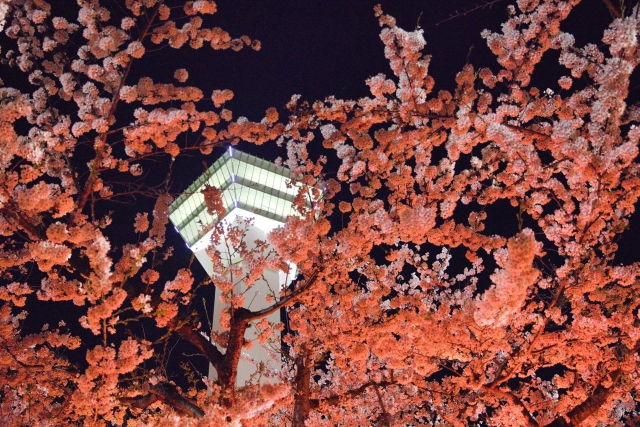 五稜郭公園 夜桜ライトアップ(函館市)
