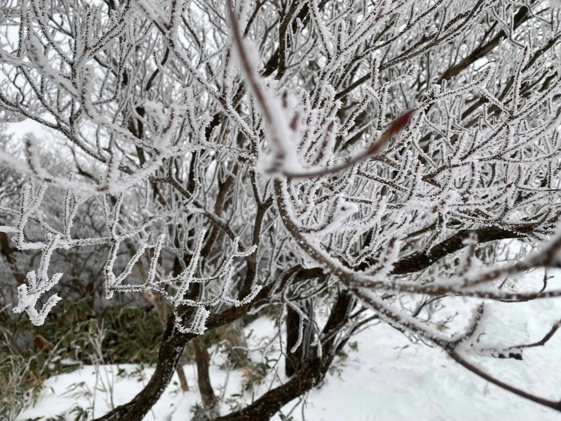 樹氷