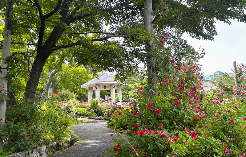 箱根強羅公園のローズガーデン