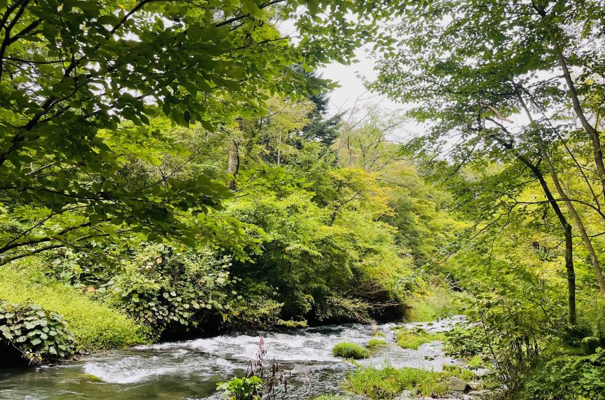 ハルニレテラス　