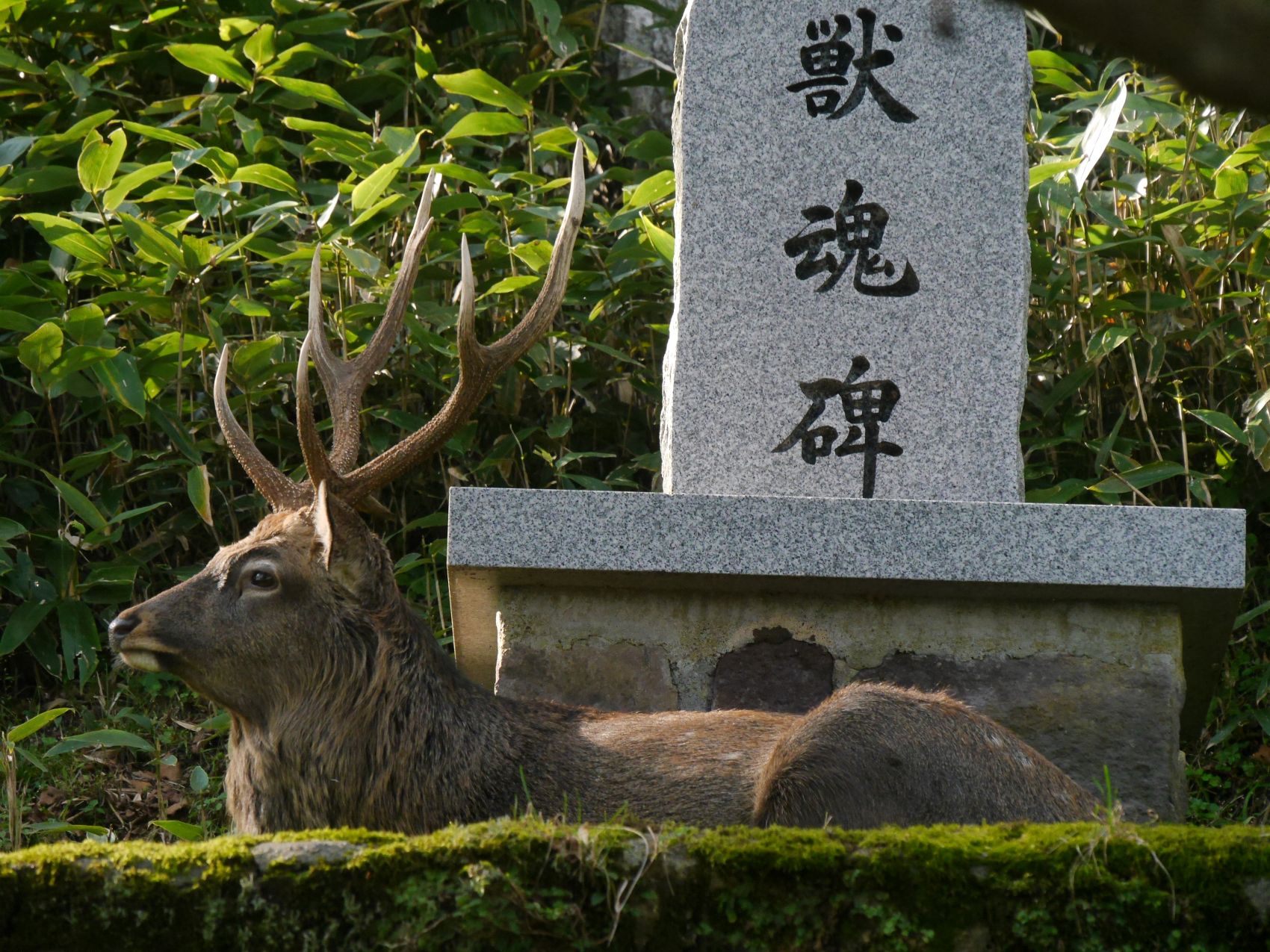 北海道の鹿