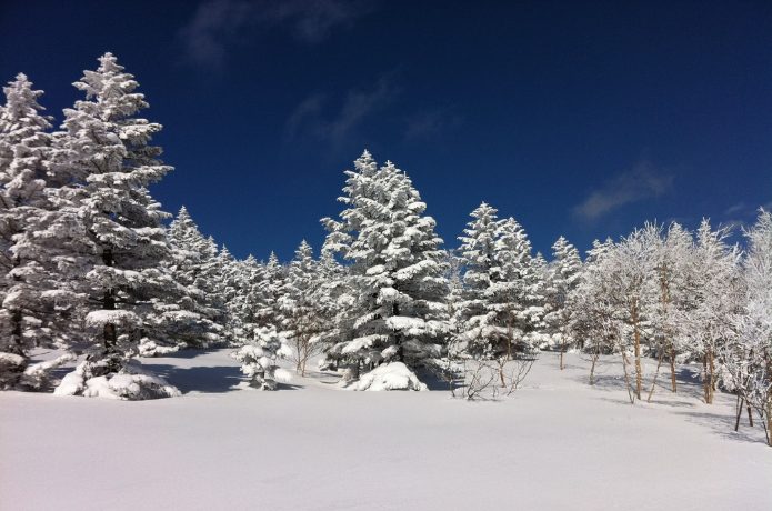 関東甲信越ではNo.1といっても過言ではない雪質の良さ
