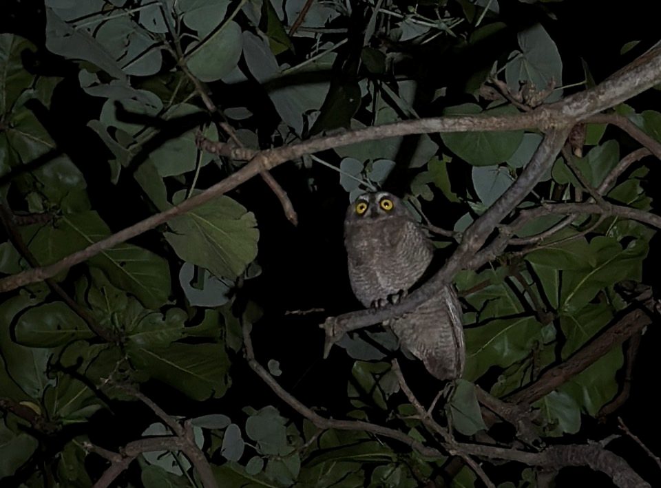 ナイトドライブで出会ったリュウキュウコノハズク