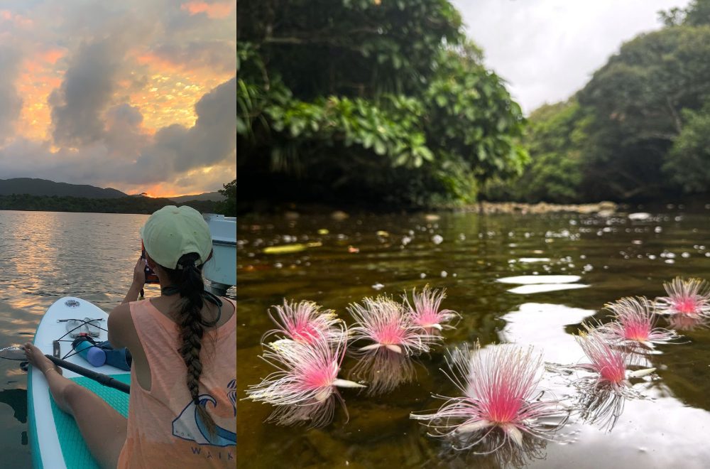 西表島のサガリバナ