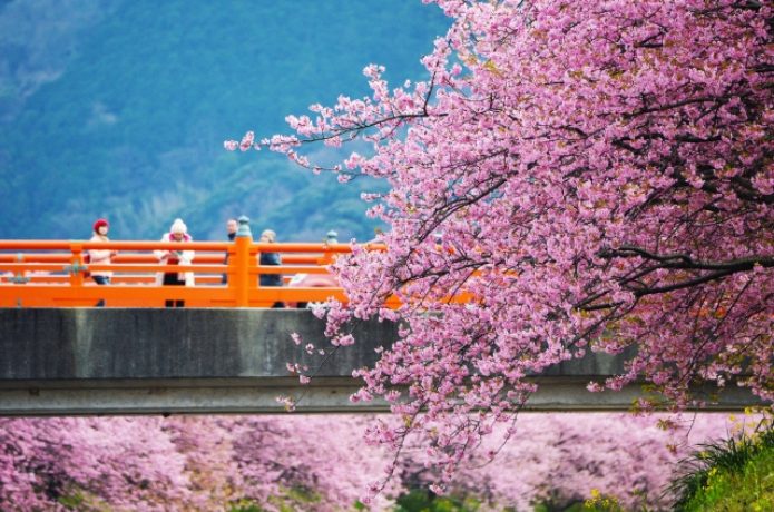 河津桜