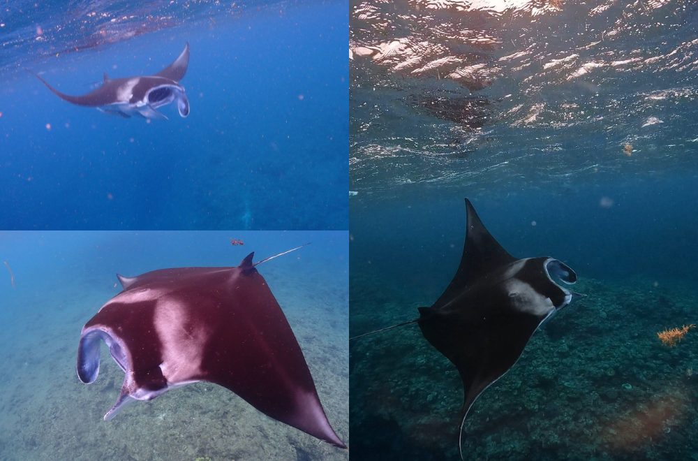 石垣島での水面マンタ