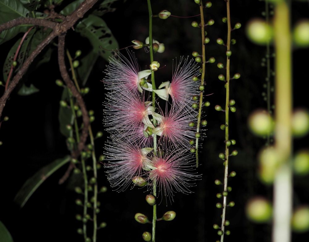 サガリバナ鑑賞