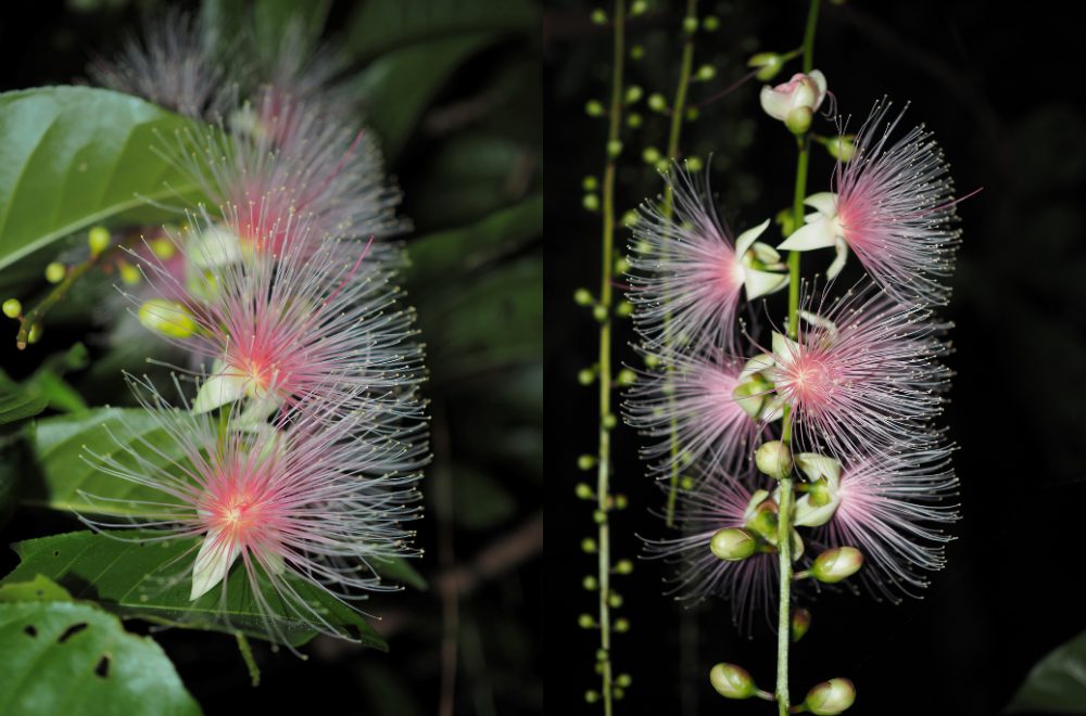サガリバナ鑑賞ツアー