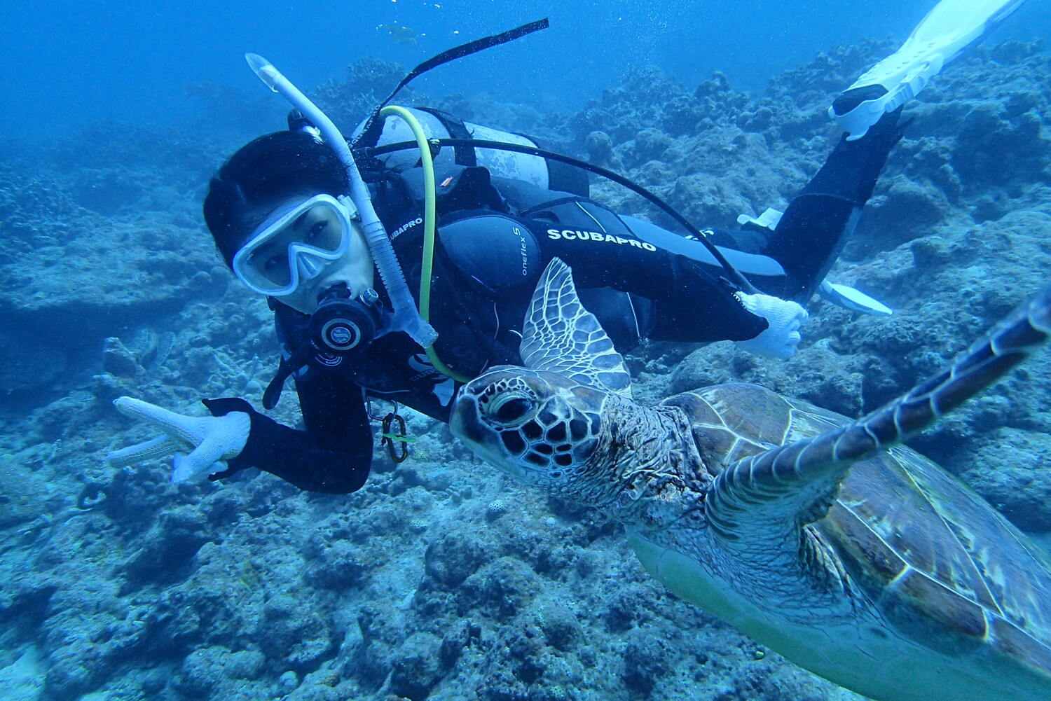 サンゴ礁が広がる！透明度バツグンの海
