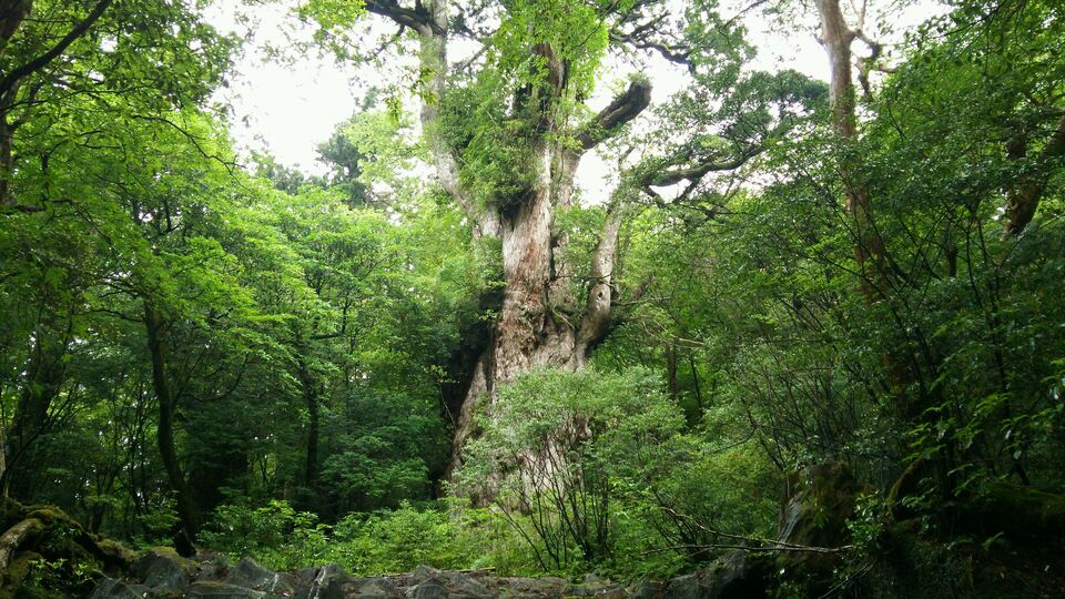屋久島