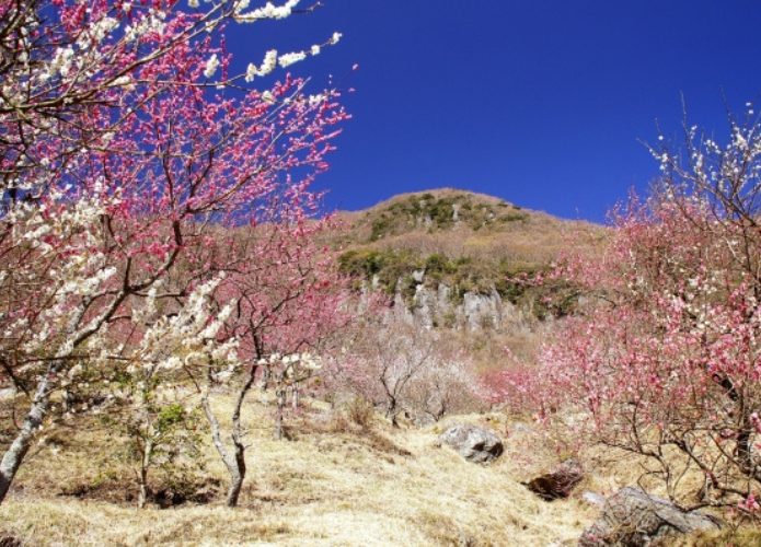 湯河原梅林