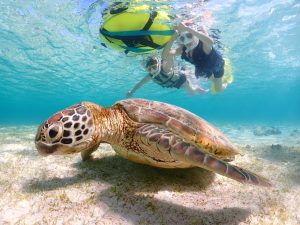 宮古島ウミガメ