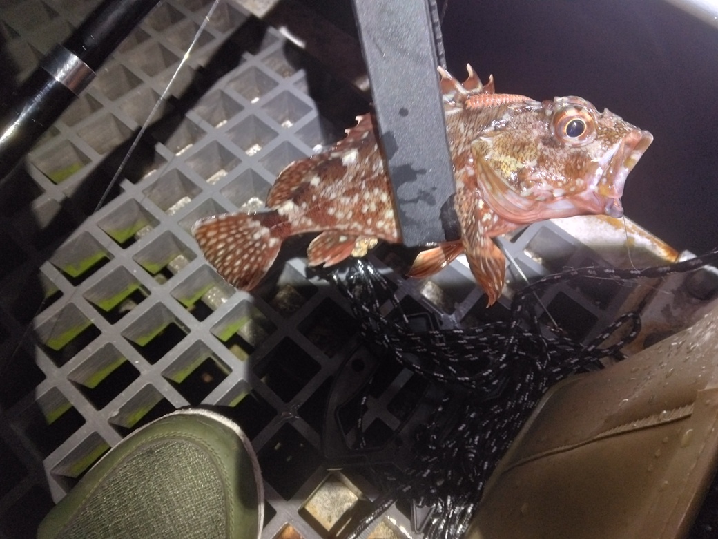 釣り